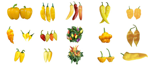 Yellow Pepper Seeds on Sale