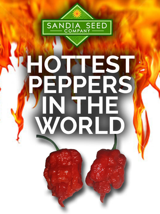 Hottest Peppers in the World