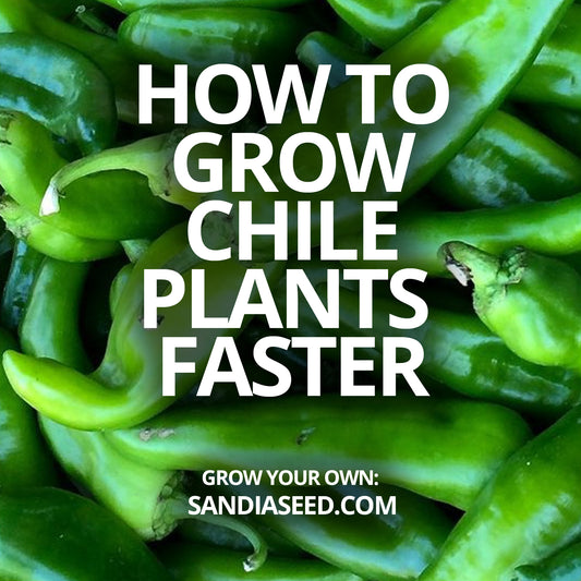 How to Grow Chilli Plants Faster