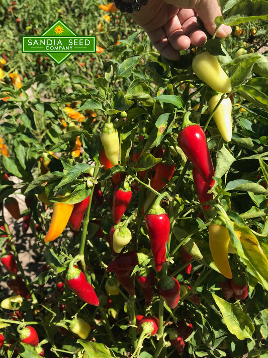 Santa Fe Grande Pepper Plant