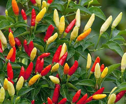 Can you eat Ornamental Peppers?