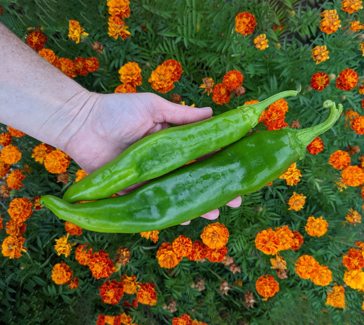 Big Peppers