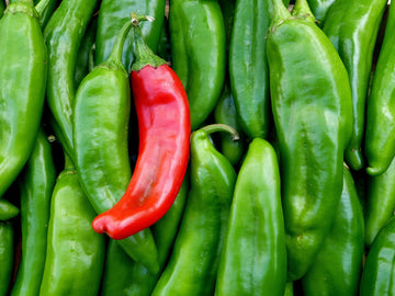 Hot Pepper Seeds – Green Chile Seeds, Hatch Chile Seeds, Hatch Red ...