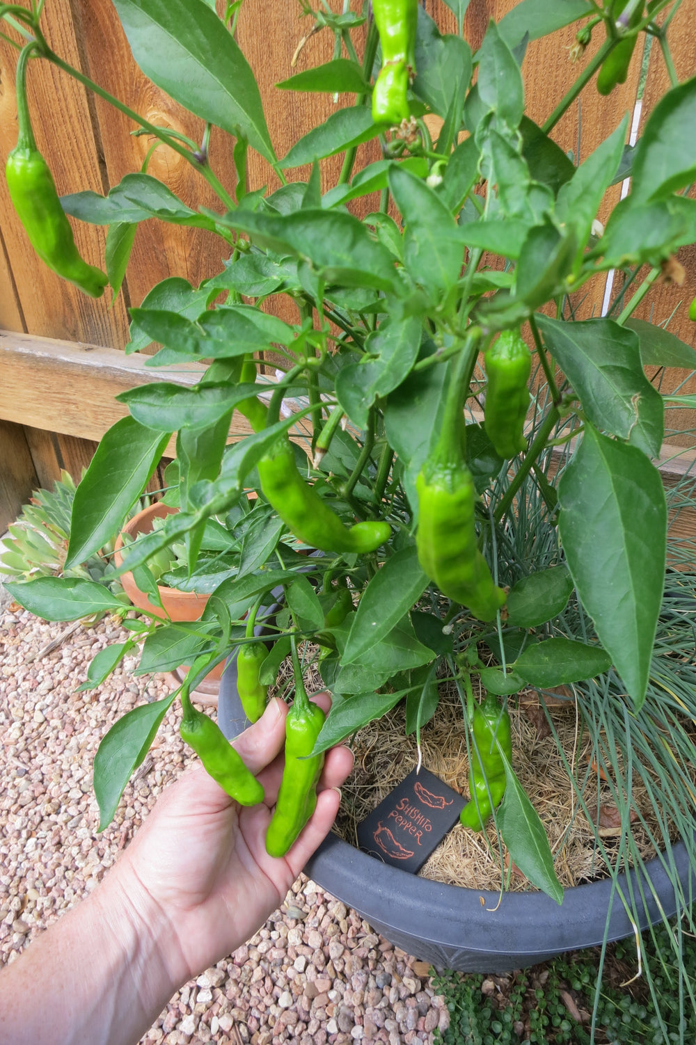 Best Jalapeno Seeds – Sandia Seed Company