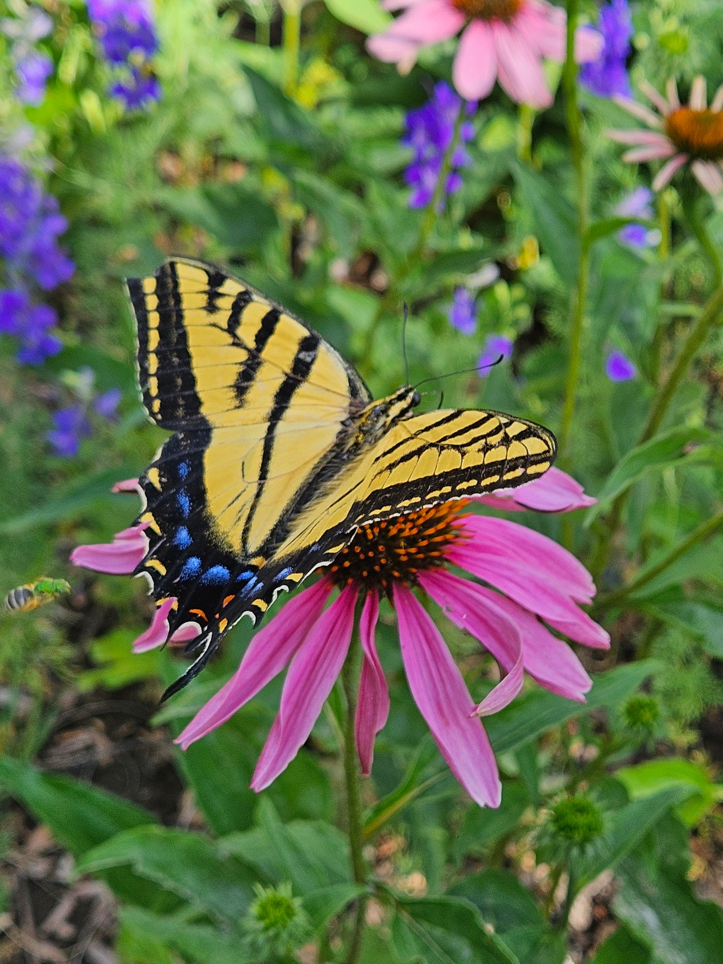 Echinacea Seeds - Attract butterflies to your garden!