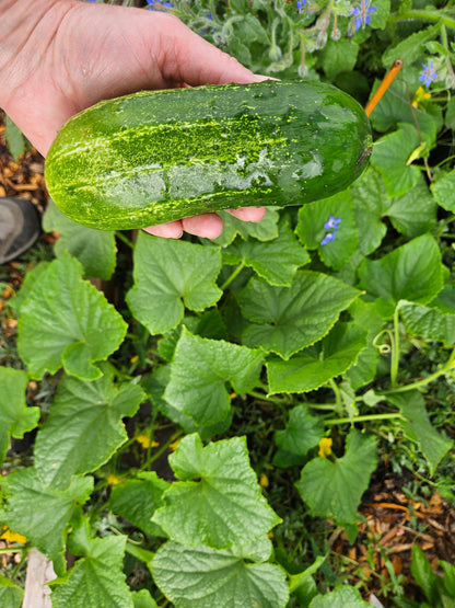 Pickling Cucumber Seeds 