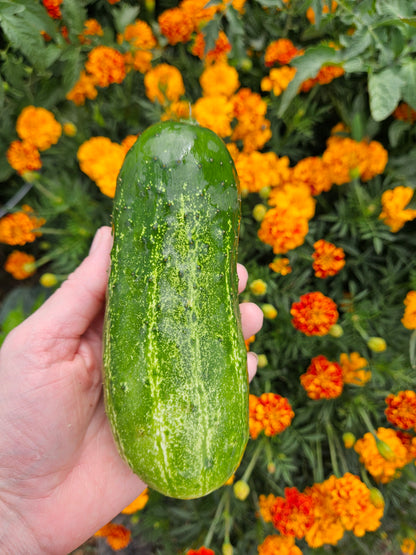 Pickling Cucumber Seeds