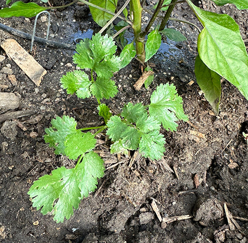 Cilantro plant growing from seed