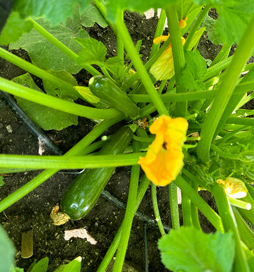 Zucchini Black Beauty on the plant