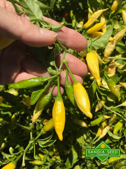 Yellow Lemon Peppers on plant.