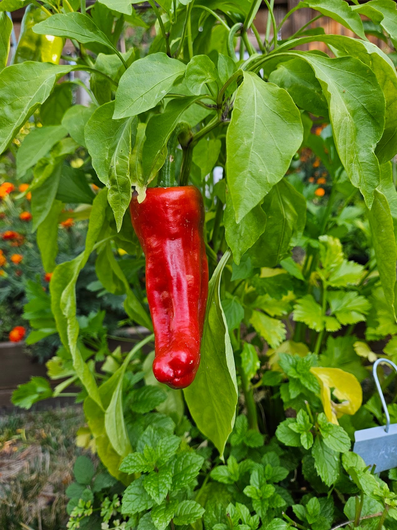 Aleppo Pepper Seeds - Beautiful Plants