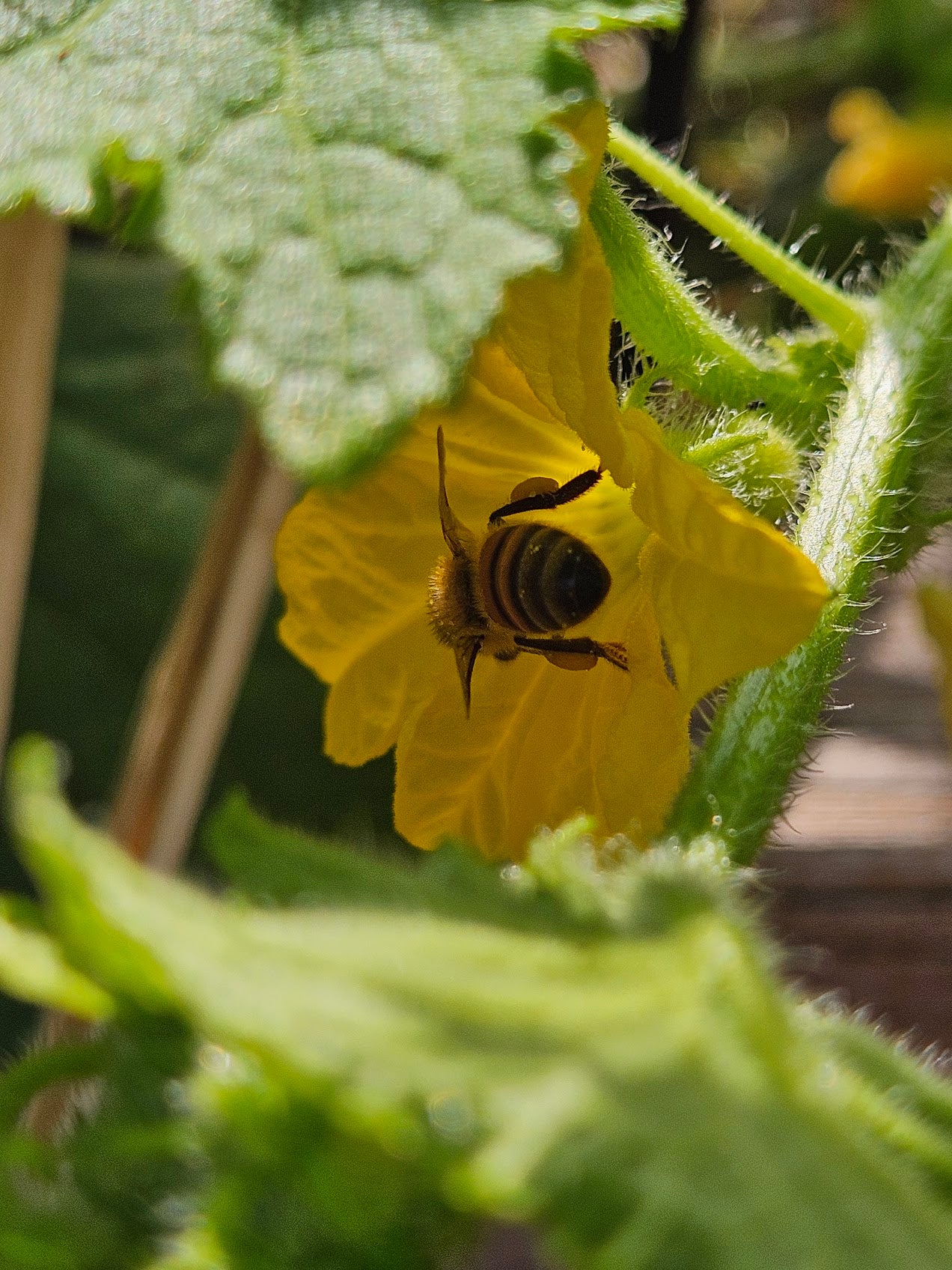 Bee on Cucumber Flower