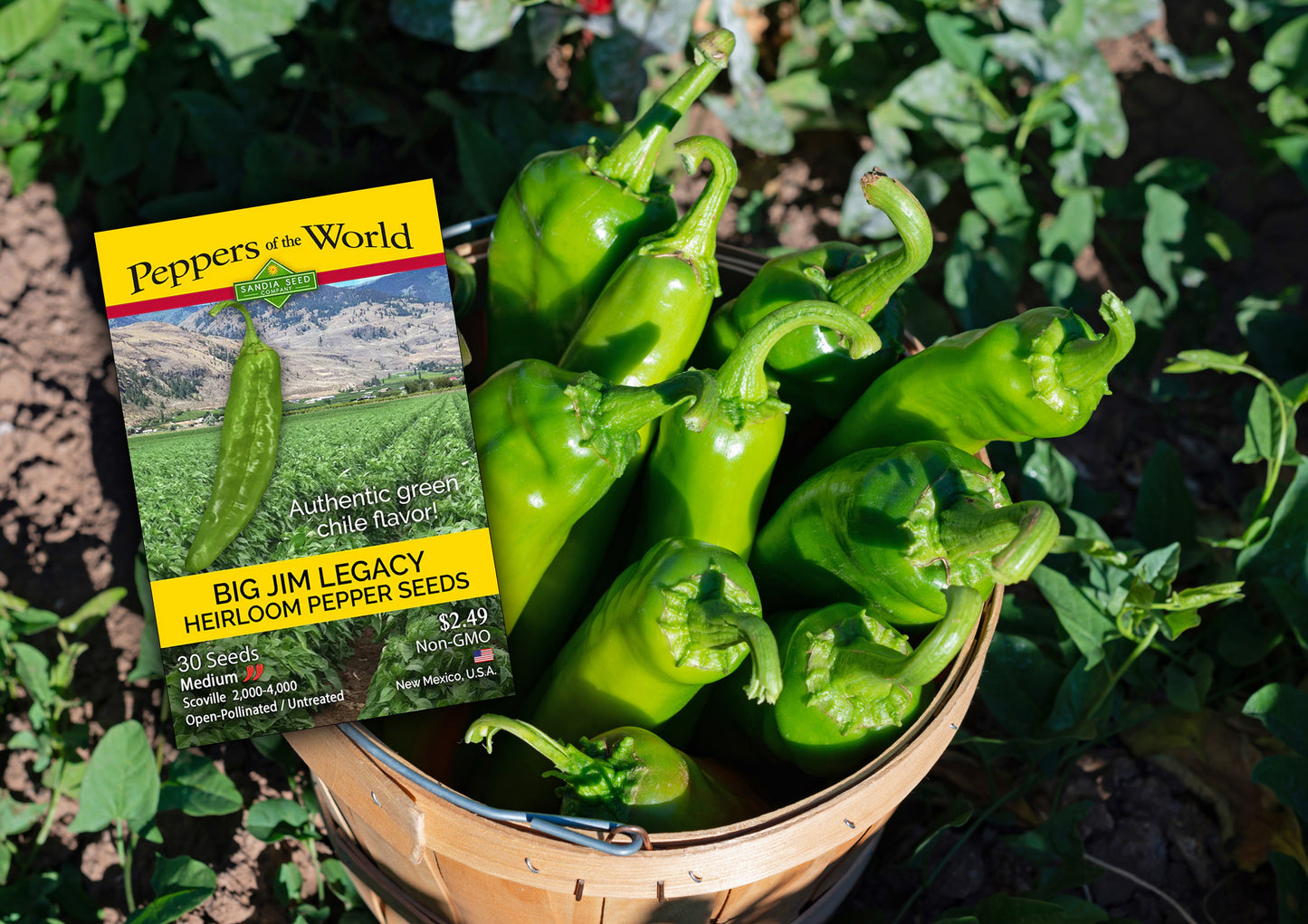 Big Jim Chile Seeds - large harvests