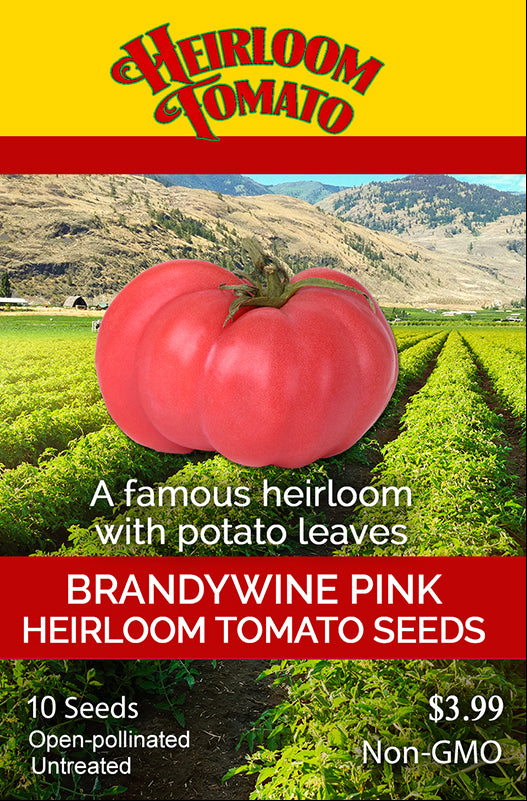 Pink Brandywine Tomato Seeds -- Organically Grown, non-GMO, Heirloom, Made  in Wisconsin - USA