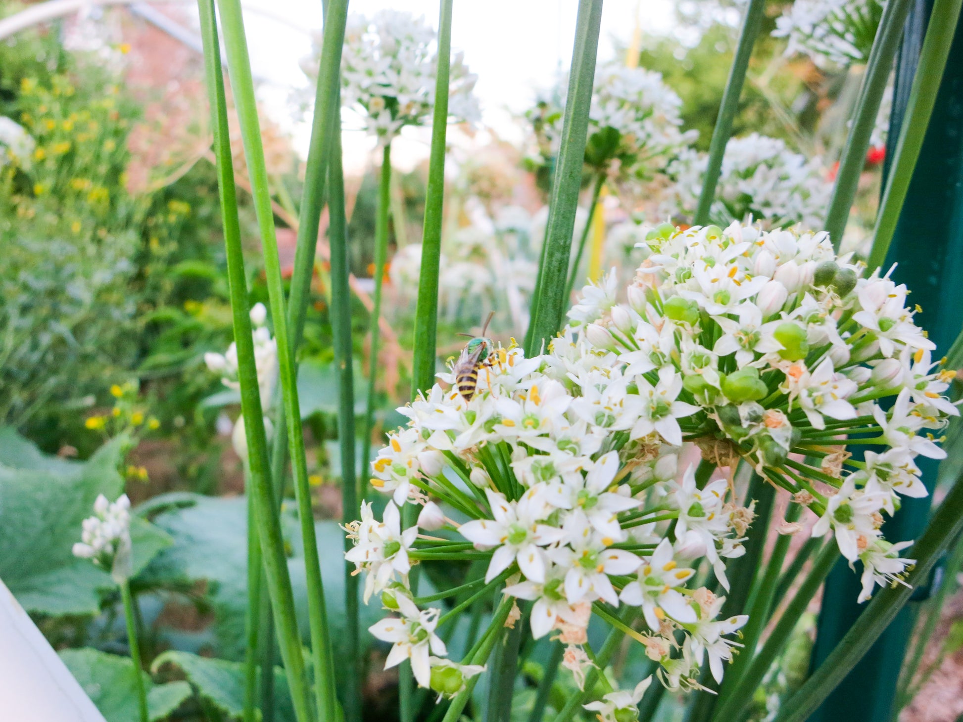 Garlic Chives are great for bringing in Pollinators and Beneficial Insects