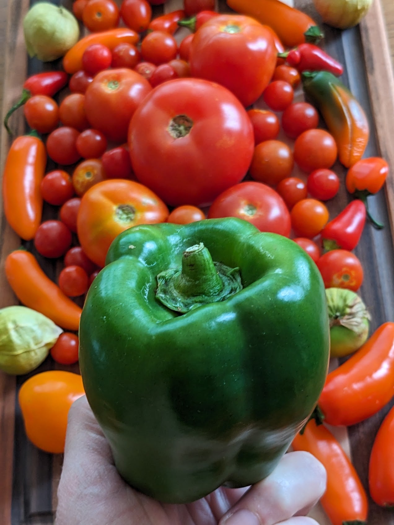 Easy Bell Pepper Seeds