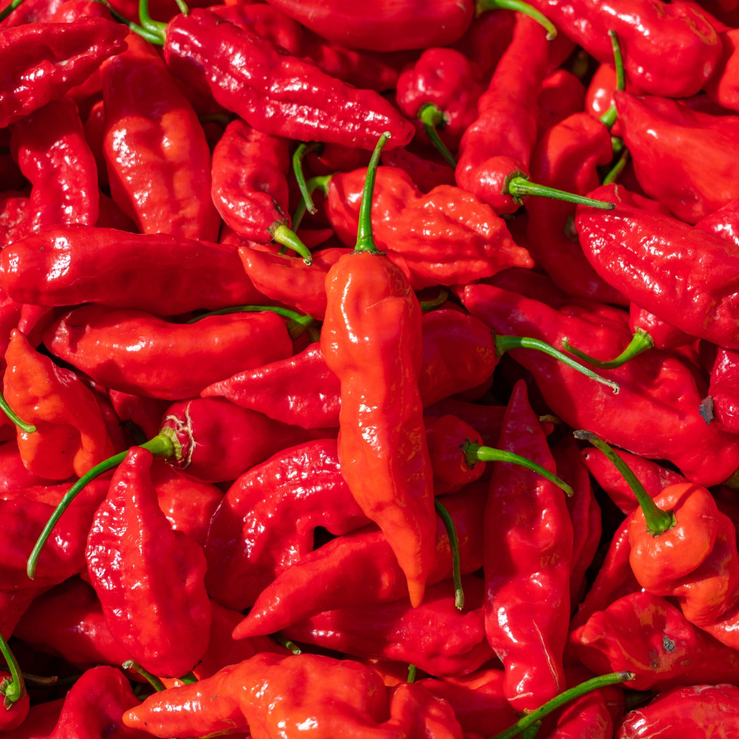 Ghost Pepper Seeds (Bhut Jolokia)