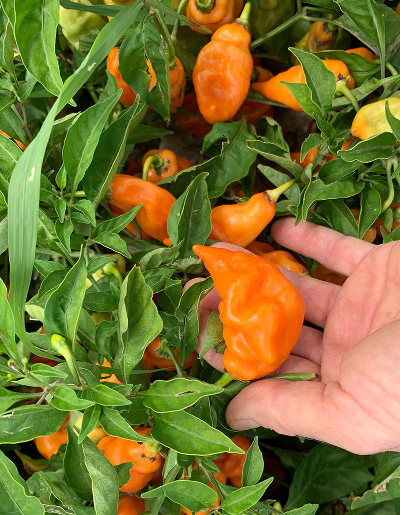 Ripe Habanada no-heat pepper on plant