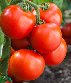 Heinz Paste Tomato Seeds