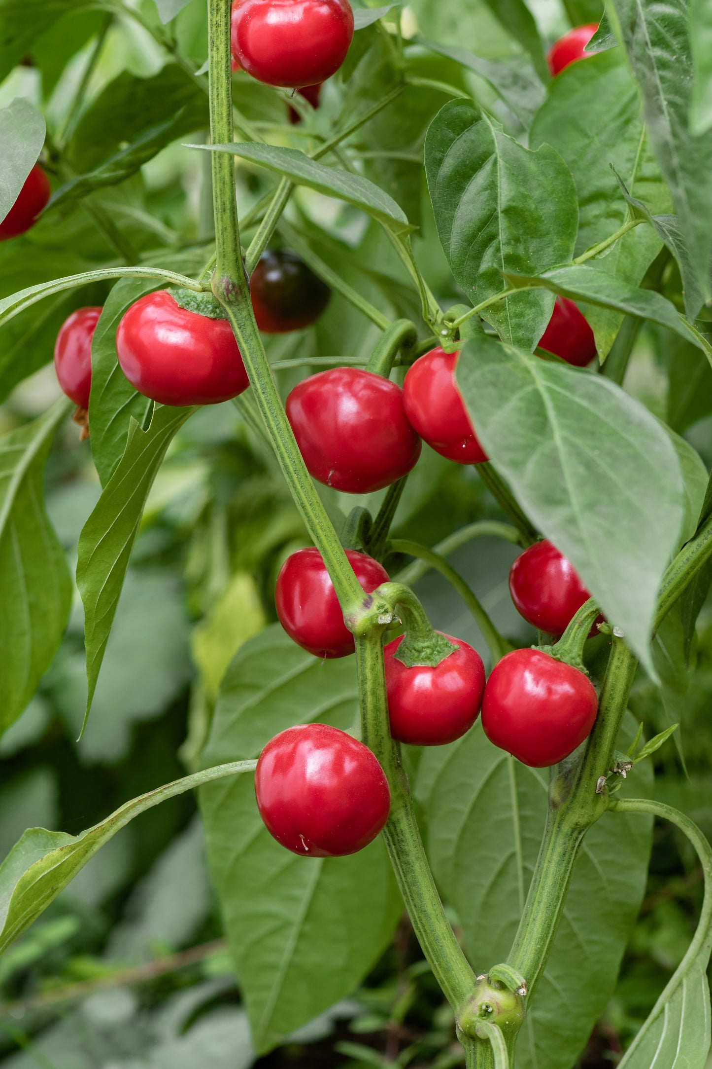 Hot Red Cherry Pepper Seeds