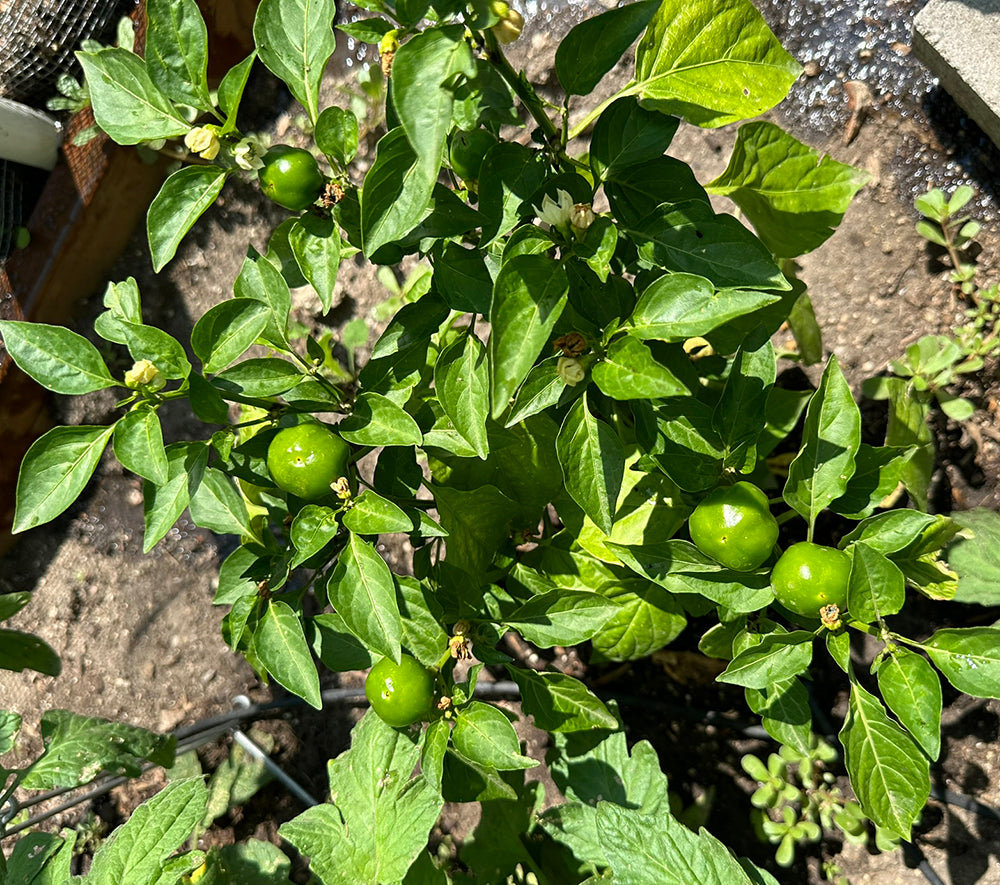 Hot Red Cherry Pepper Seeds