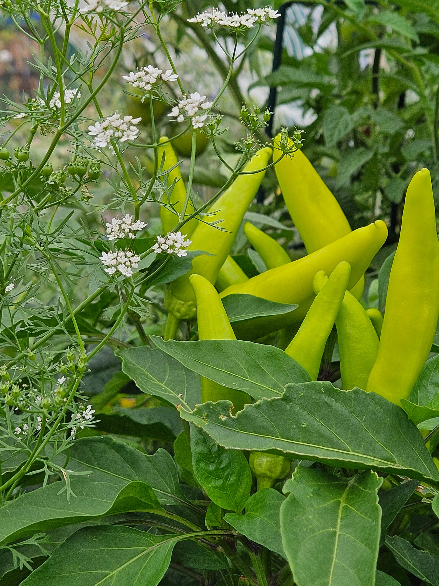 Hot Hungarian Wax Pepper Seeds