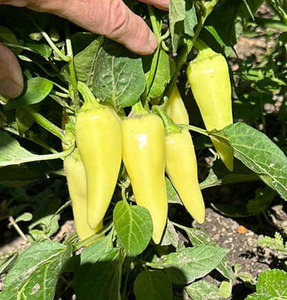 Jaloro jalapeno peppers on plant