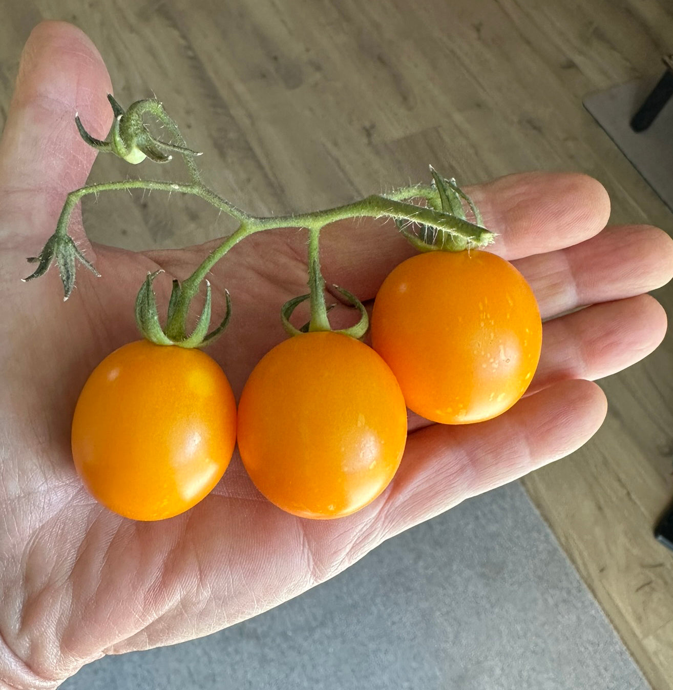 Mini Orange Tomatoes in Hand