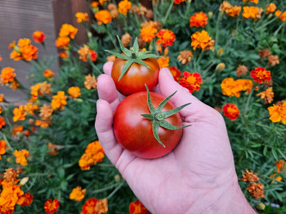 New Yorker Tomato Seeds