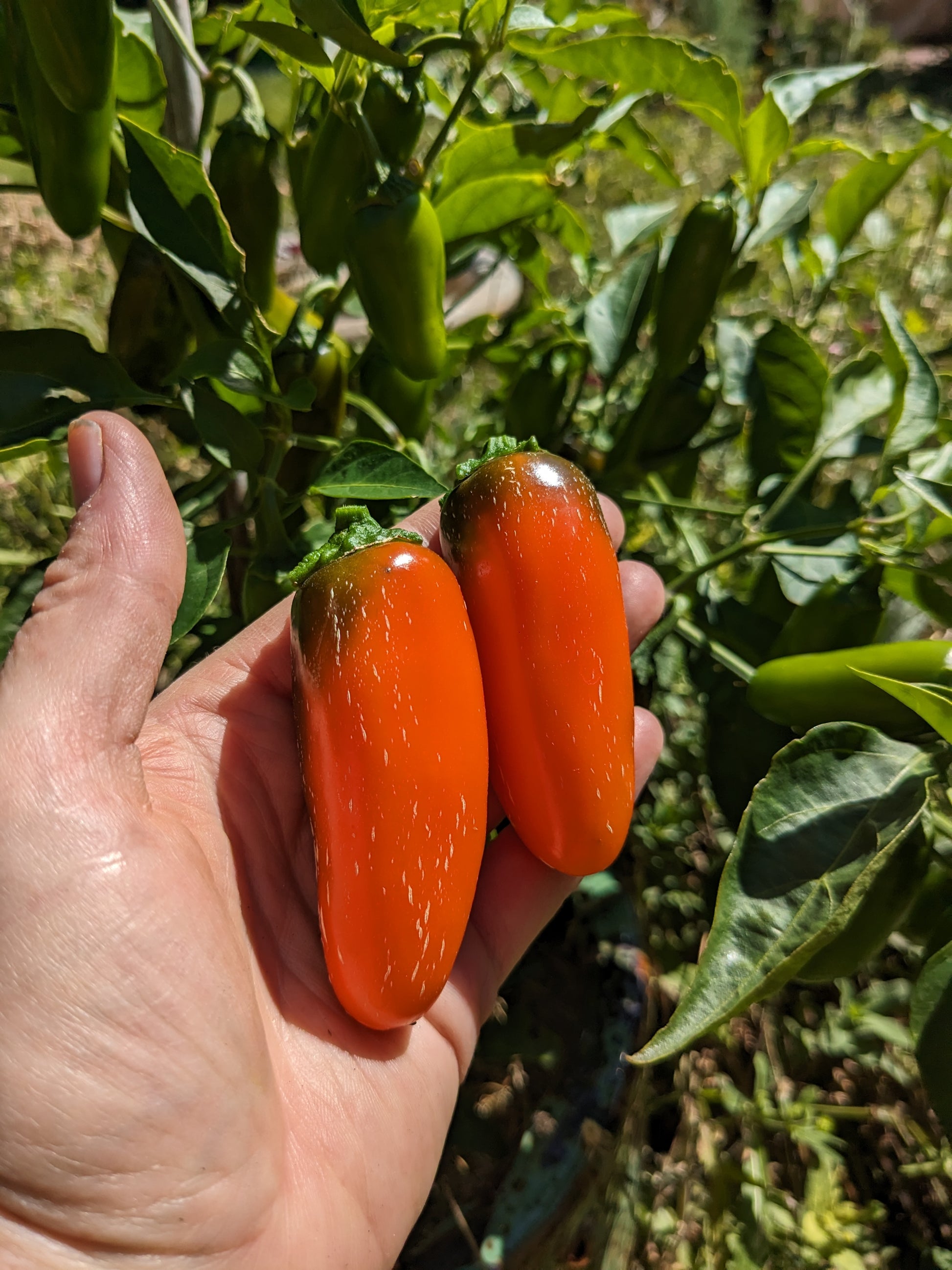 Orange Jalapeno Seeds