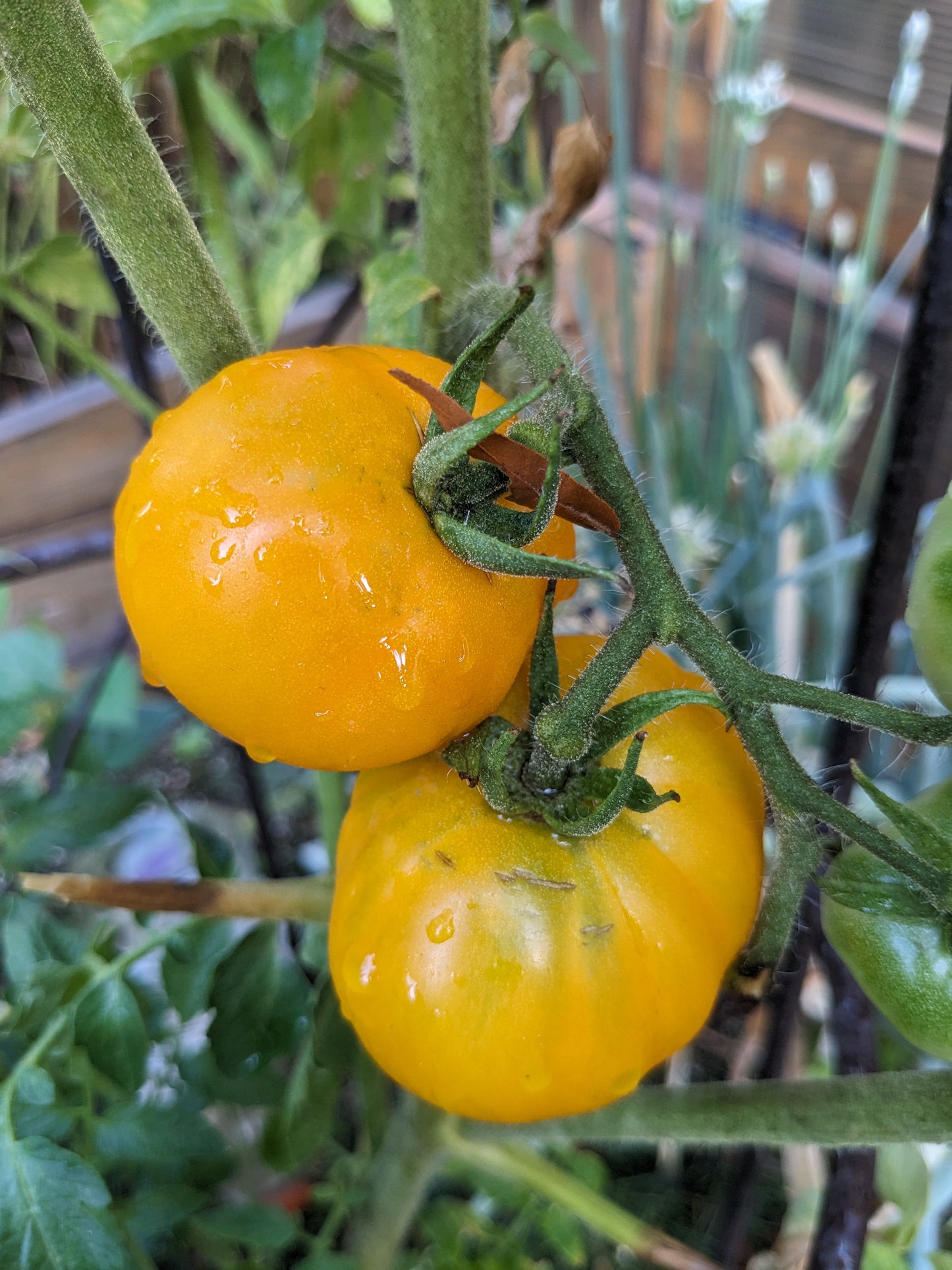 Orange Tomato Seeds - Chef's Choice