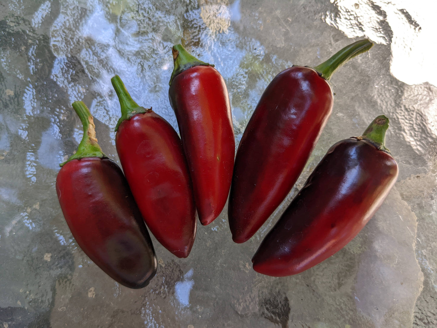 Purple Jalapeno Harvest