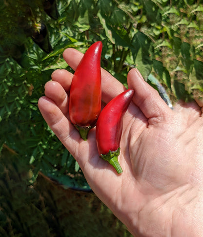 Purple Jalapeno Seeds