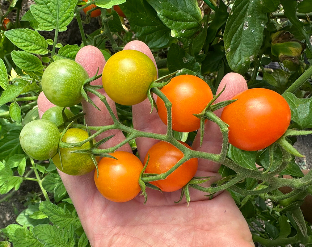 Cluster of Sun Gold tomatoes ripening on the plant