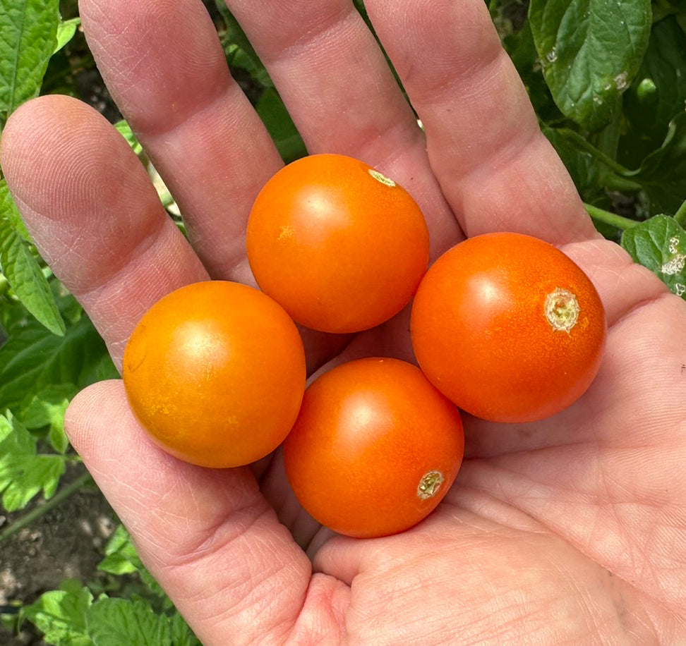 Sun Gold tomatoes ready to be tasted in the garden