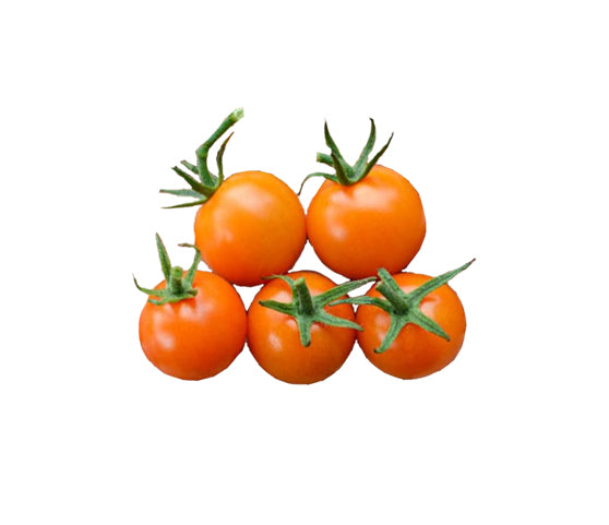 Sun Gold F1 Tomato Seeds