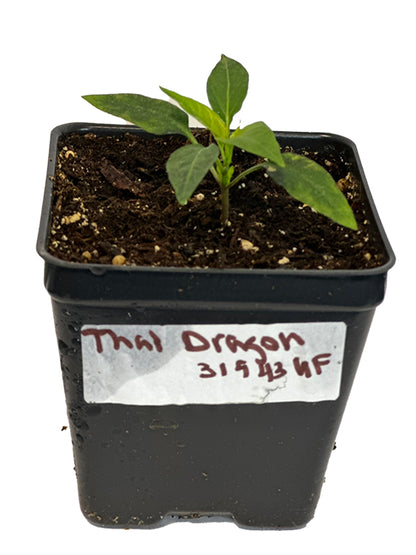 Thai Dragon pepper plant in a 4" pot