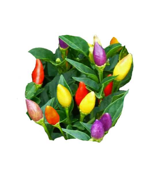 Cluster of colorful Twilight NuMex Ornamental Peppers yellow, orange, purple and yellow