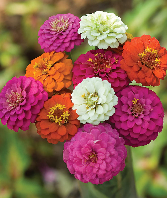 Zinnia flowers in a vase