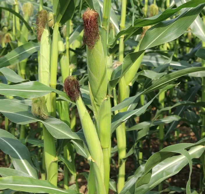 Corn - Buttergold Yellow Sweet Corn F1 Seeds