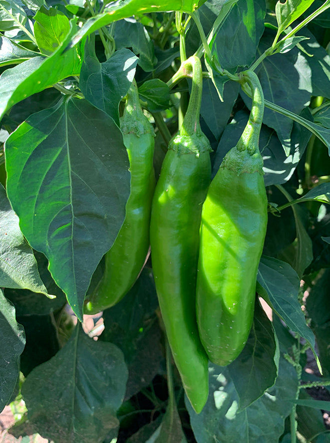 giuzeppi mild green chile on plant