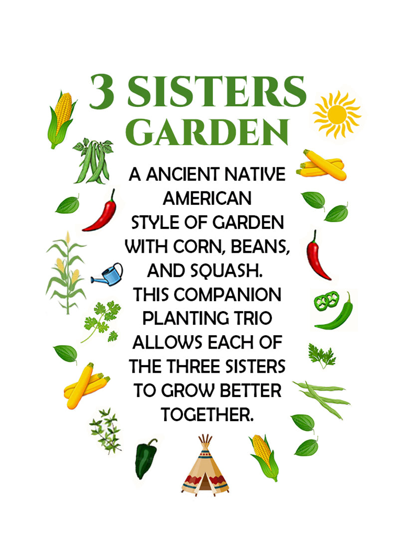 Three Sisters Garden 3-Pack: Corn, Pole Bean and Squash Seeds - 15% Off