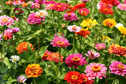 Zinnia - Cut and Come Again Seeds