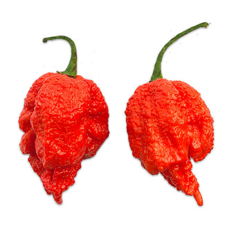 Hot Pepper Seeds, Yellow Brain Strain, Carolina Reaper, Bhut Jolokia ...