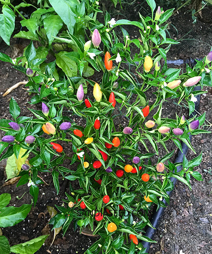 NuMex Twilight Pepper plant with drip irrigation