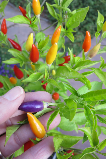 NuMex Twilight Pepper Seeds - Sandia Seed Company