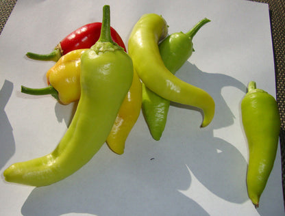 Heirloom Sweet Hungarian Yellow Wax Peppers grown from seed