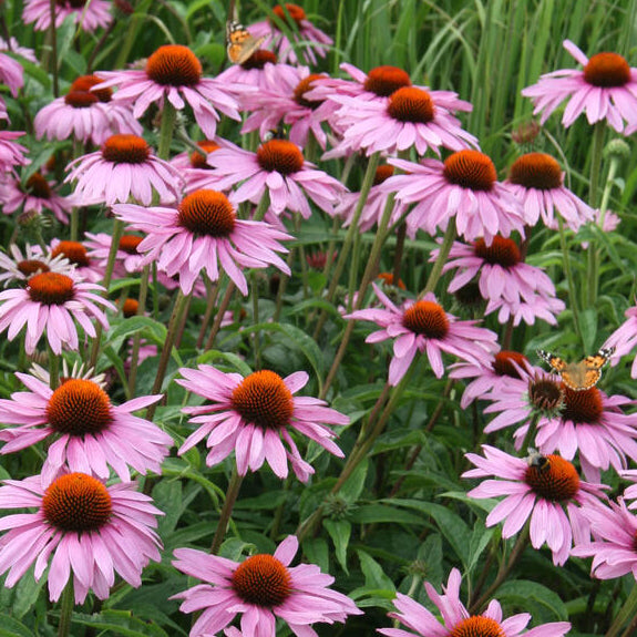 Echinacea - Purple Coneflower Seeds – Sandia Seed Company