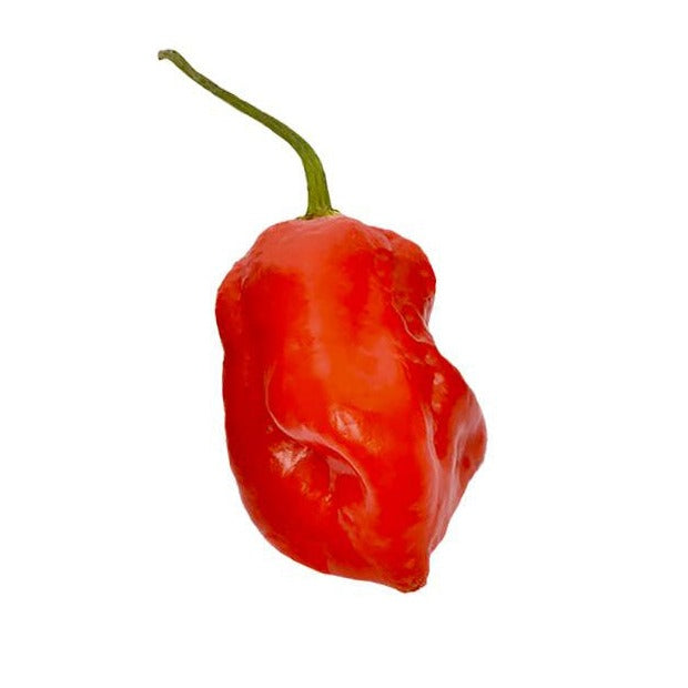 Komodo Dragon Pepper Seeds – Sandia Seed Company