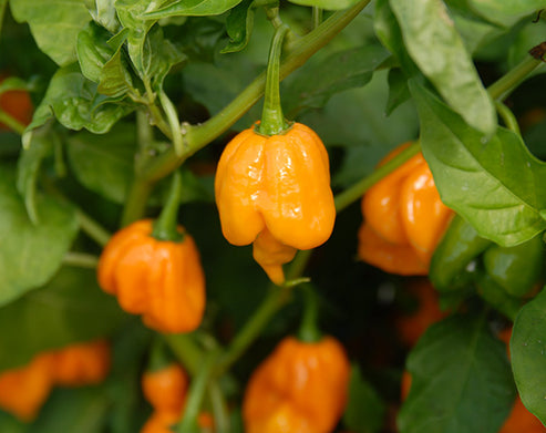 Trinidad Scorpion Yellow (CARDI) Pepper Seeds – Sandia Seed Company